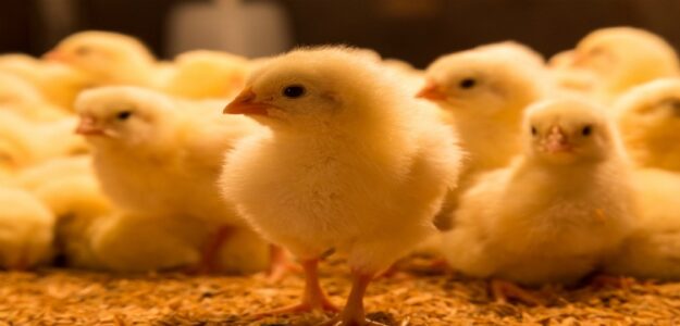 Poultinn